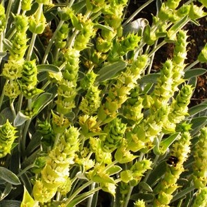 sideritis organic cultivation or wild collection siderits cultivated or wild collected