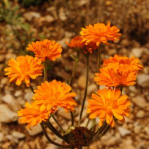 calendula officinalis organic cultivation