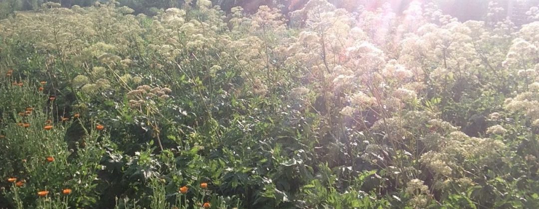 cultivating medicinal aromatic plants, Anbau von Arznei- und Aromapflanzen