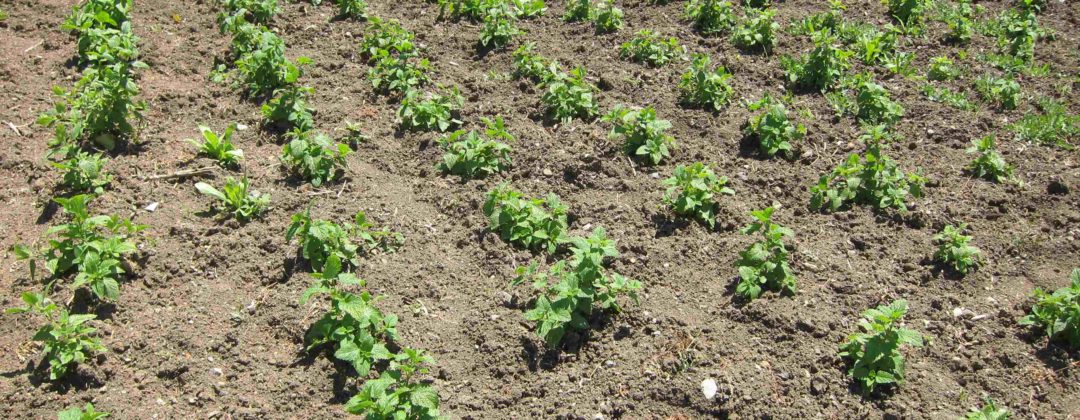 cultivating medicinal aromatic plants, Anbau von Arznei- und Aromapflanzen