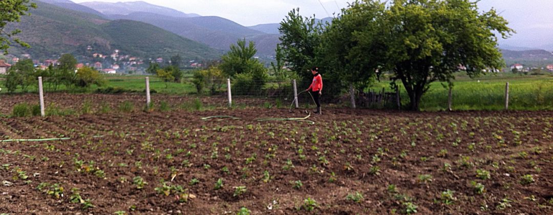 Agro-MAP contract cultivation medicinal aromatic plants, Vertragsanbau für Arznei- und Aromapflanzen