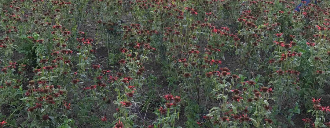 cultivating medicinal aromatic plants, Anbau von Arznei- und Aromapflanzen