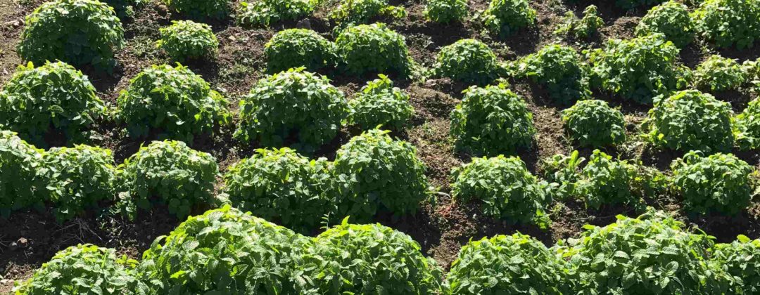 Agro-MAP cultivation organic melissa