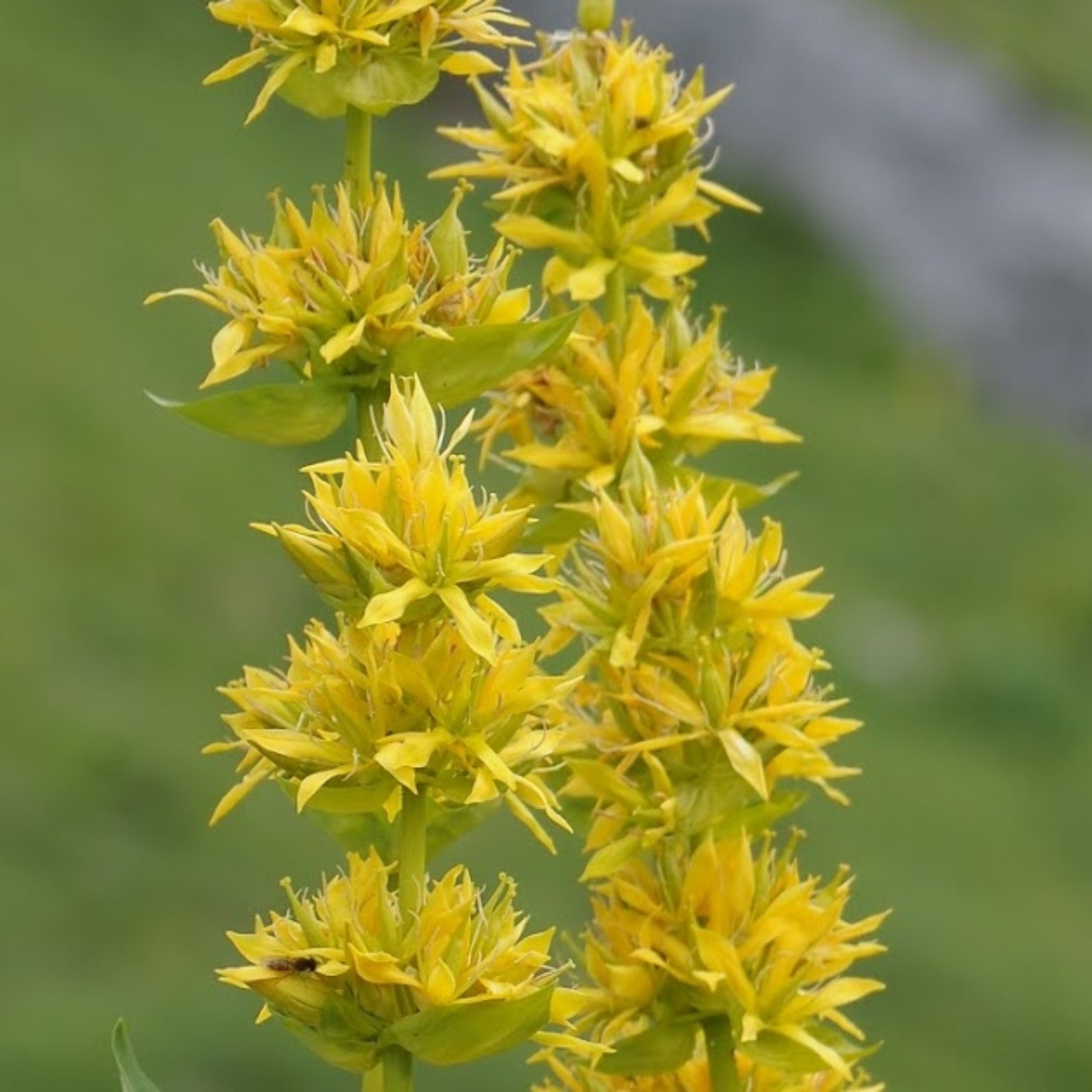 Yellow gentian cultivation