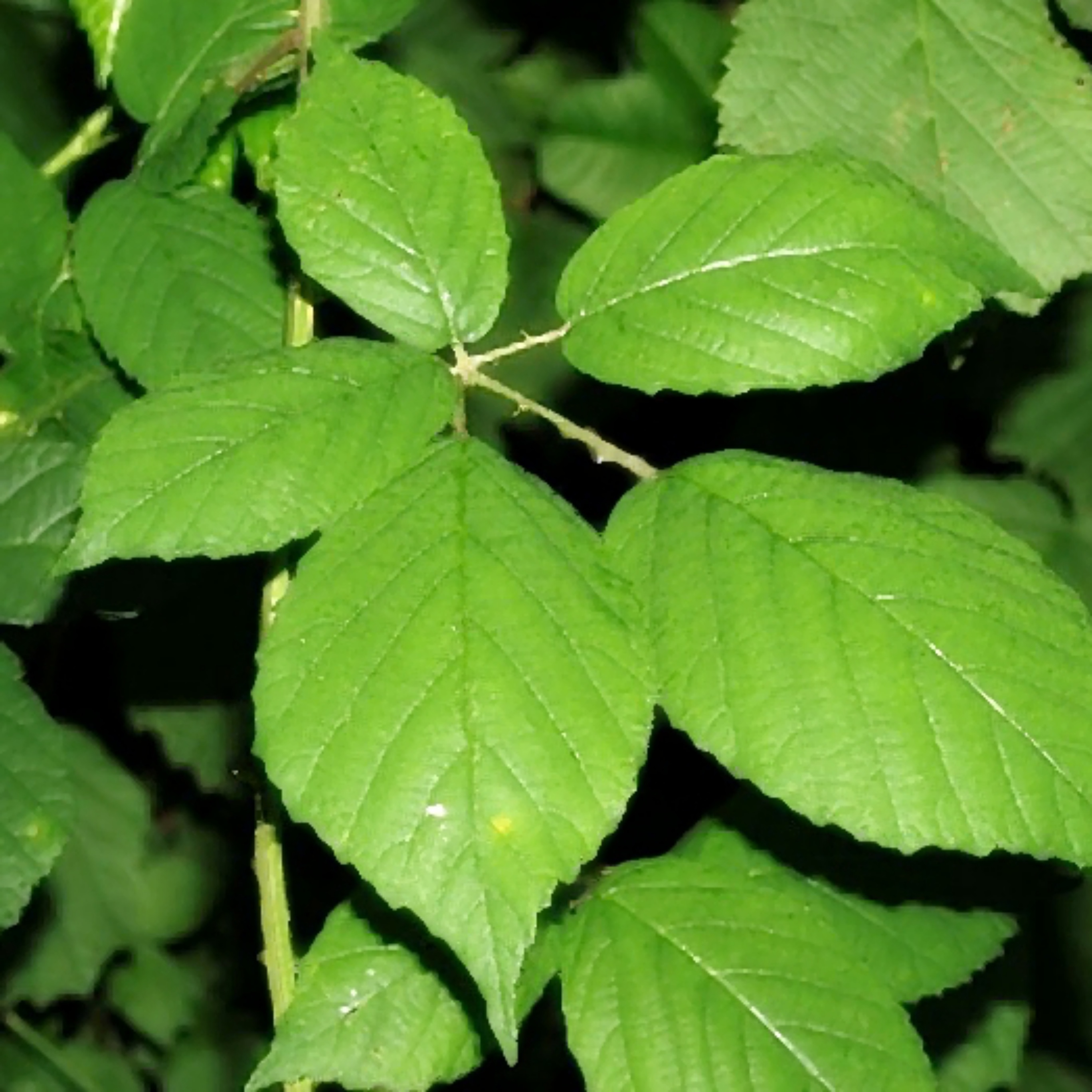 Agro-MAP rubus fruticosus