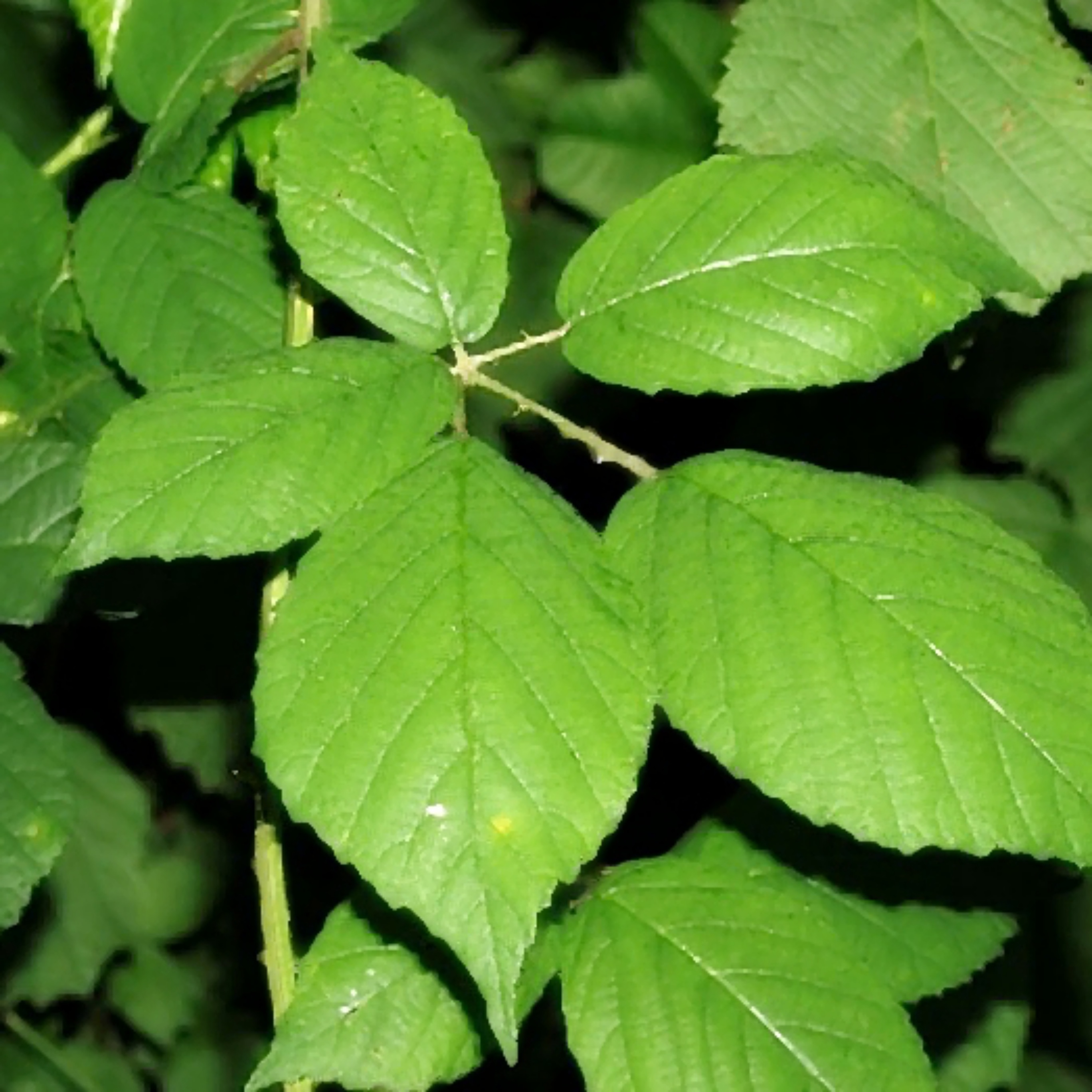 European blackberry leaves organic wild collection