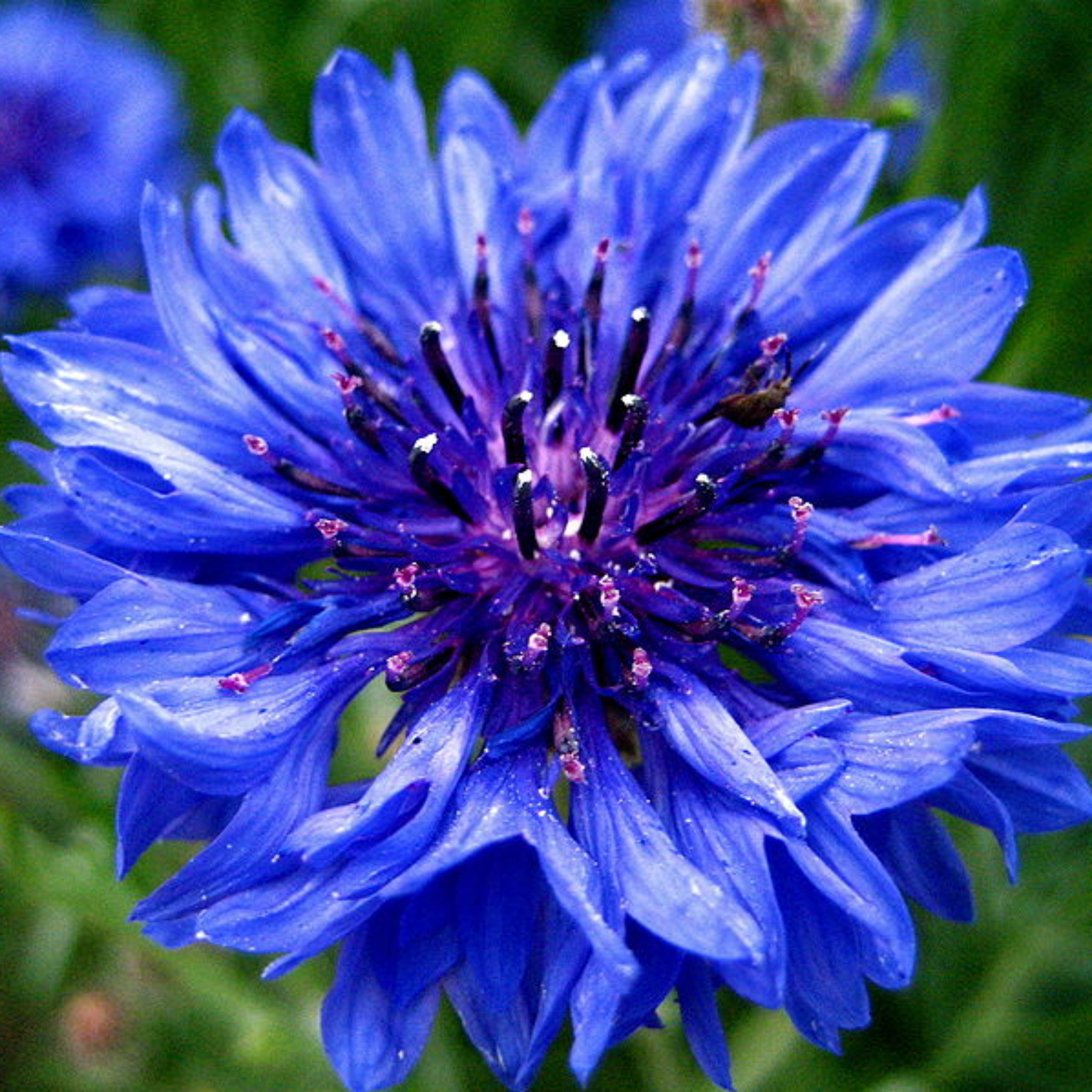 centaurea cyanus cornflower organic cultivation