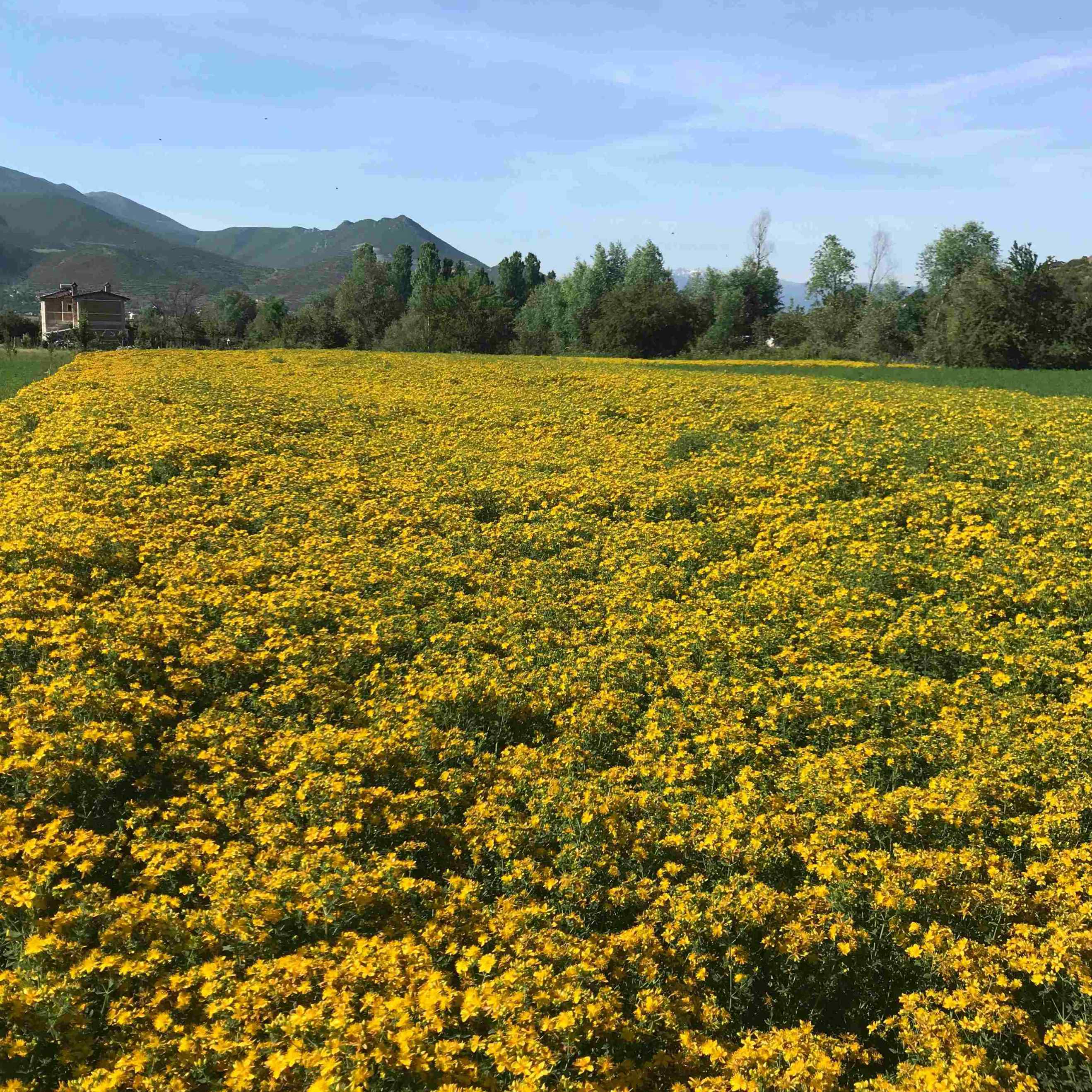 Hypericum perforatum St. John's Wort cultivation