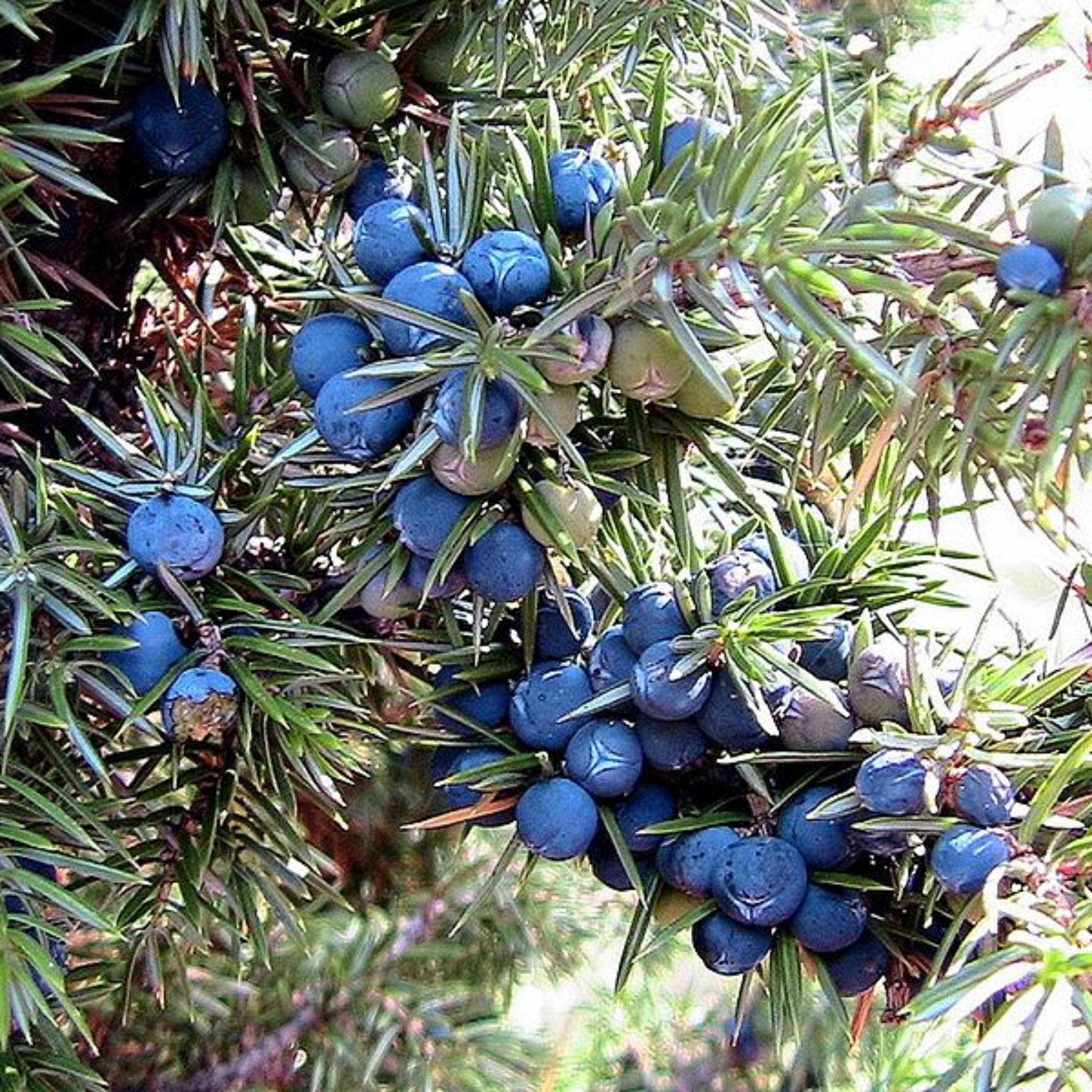 Juniper berries organic wild collection