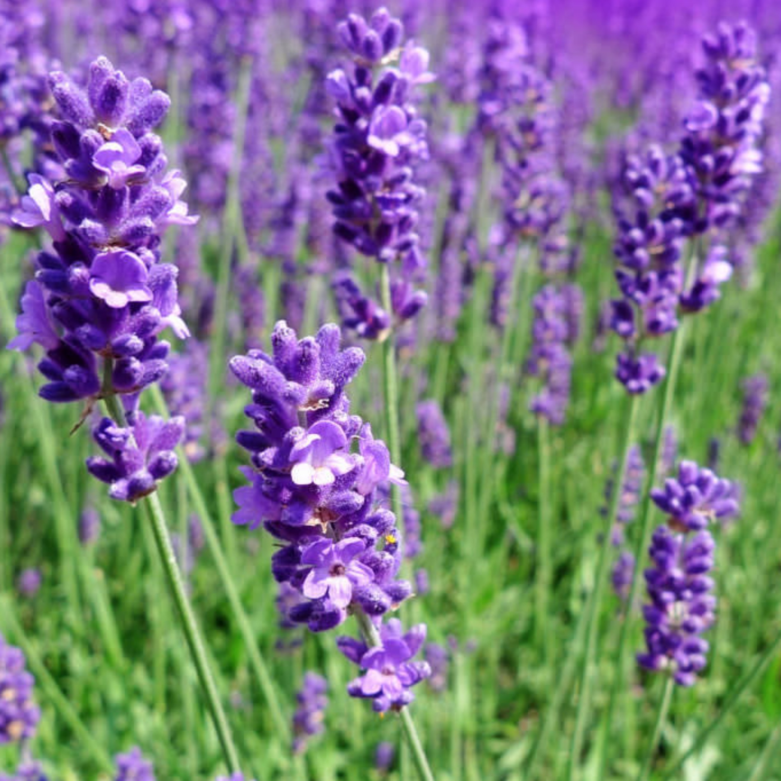 Lavander angustifolia flower organic cultivation