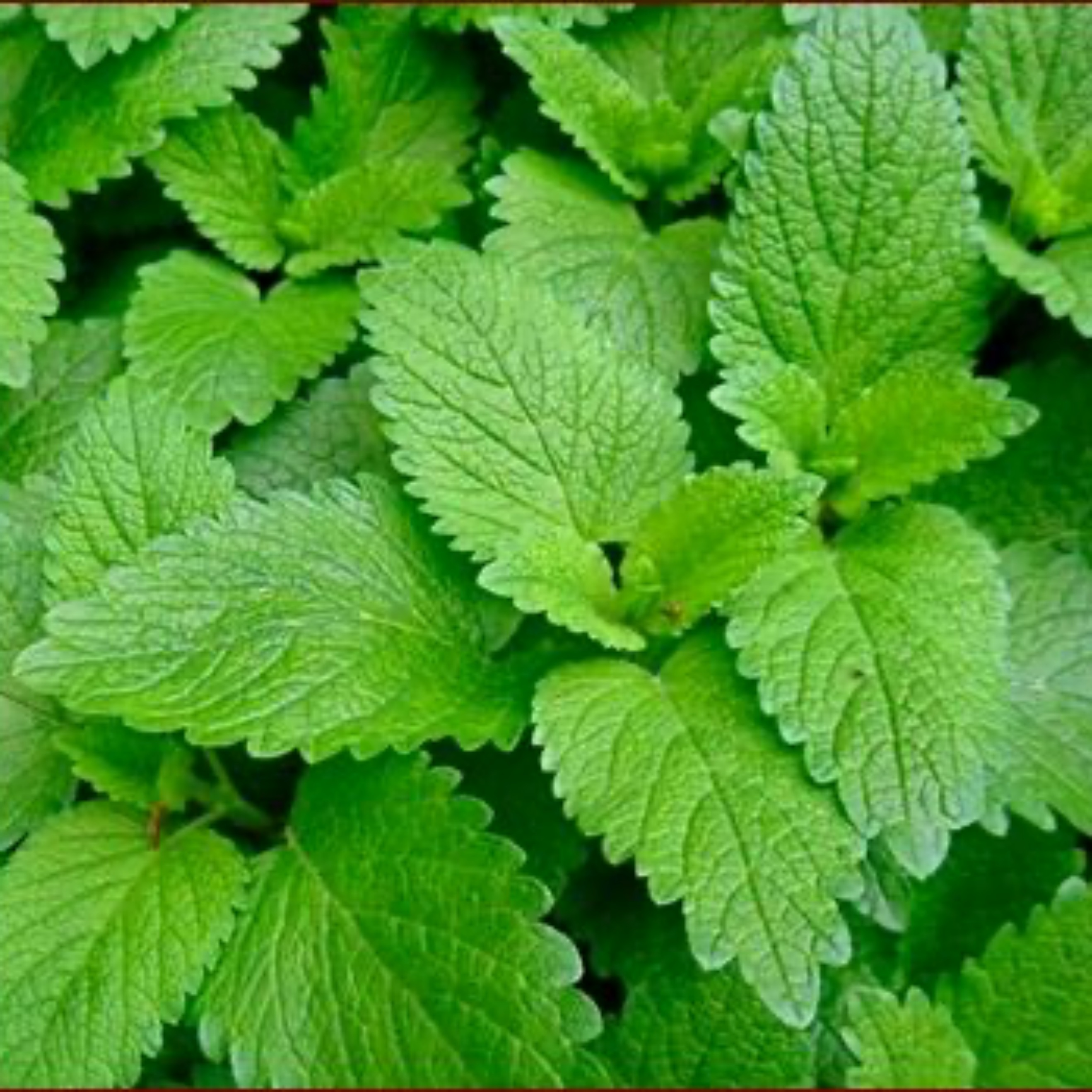 Lemon balm cultivation