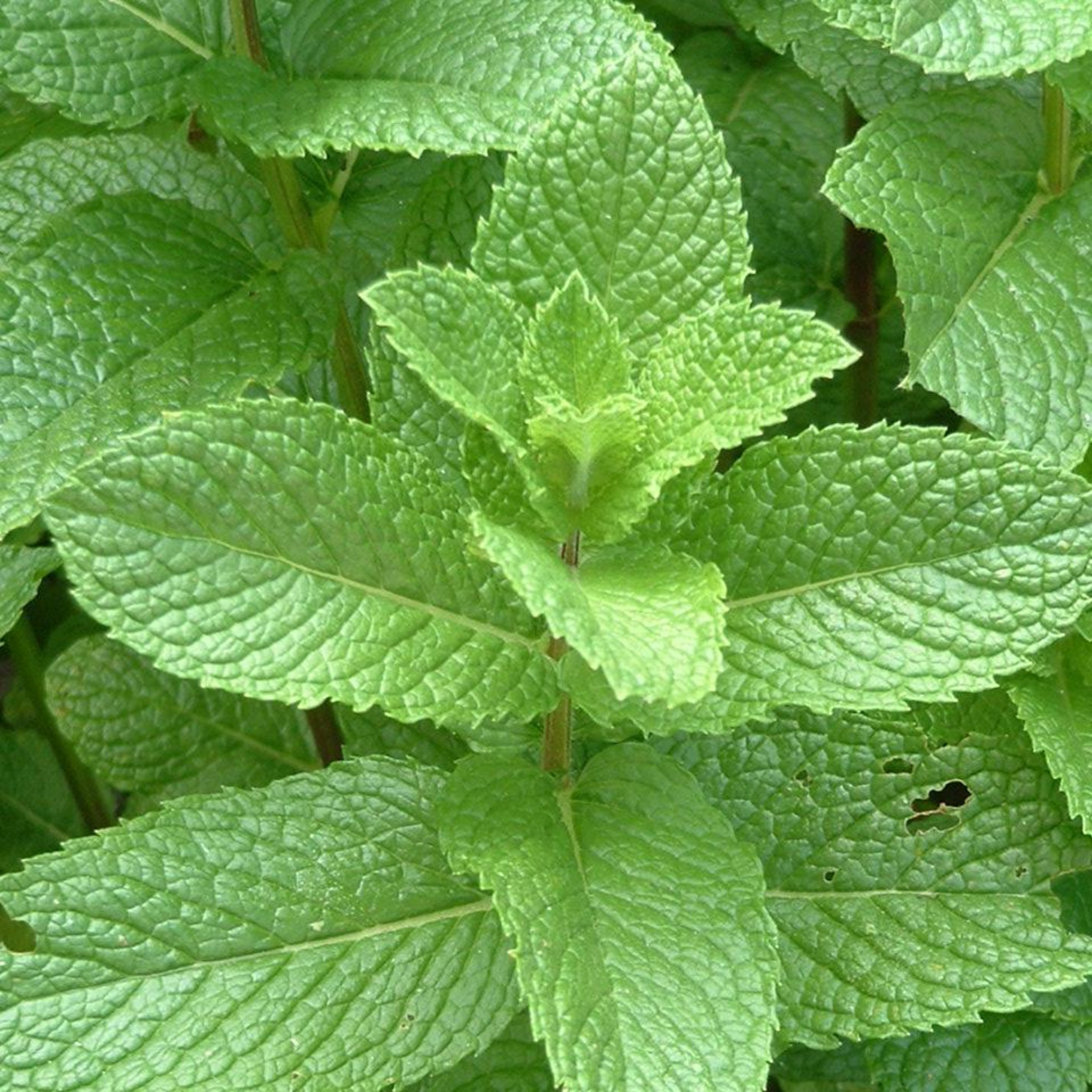 Peppermint leaves cultivation