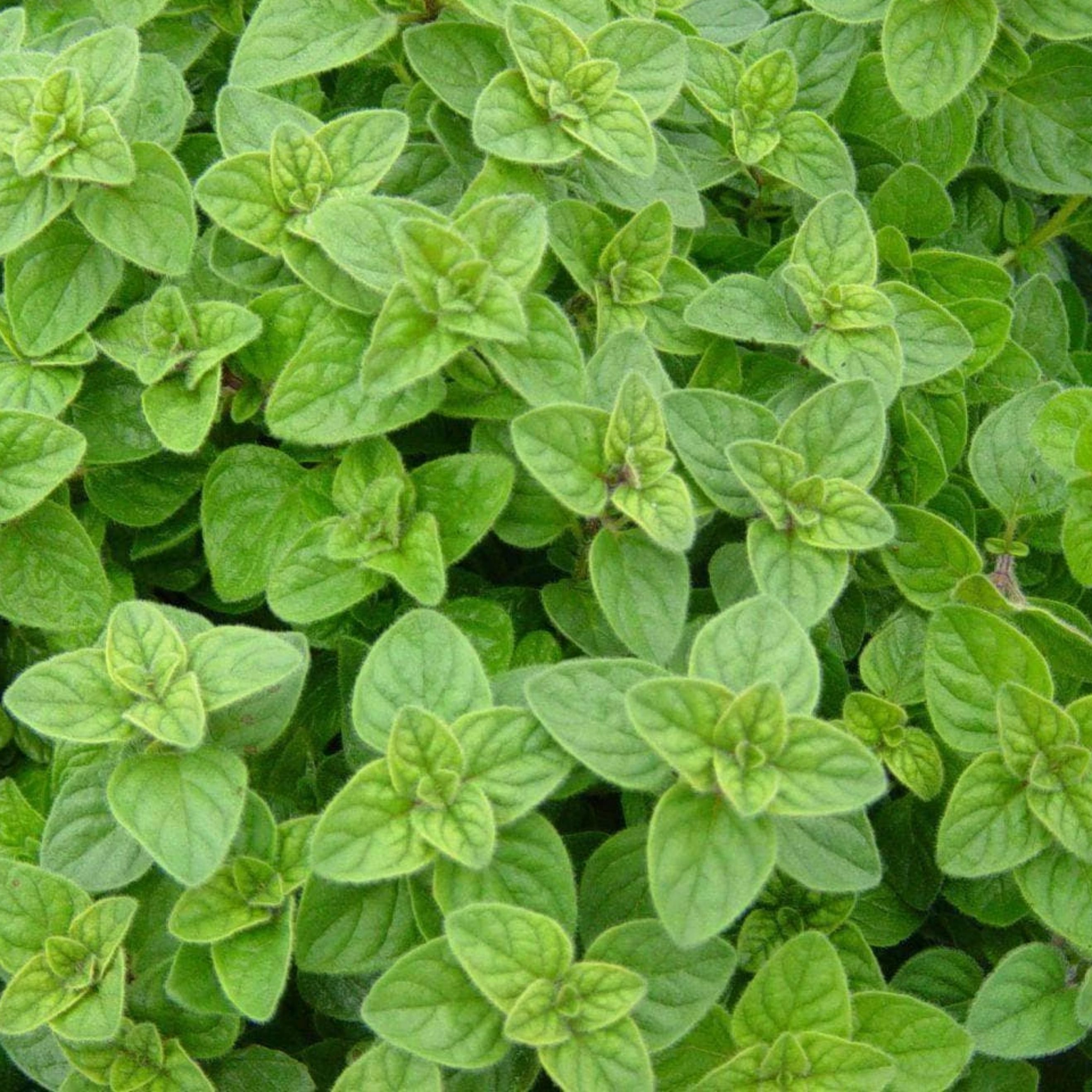 Oregano leaves cultivation