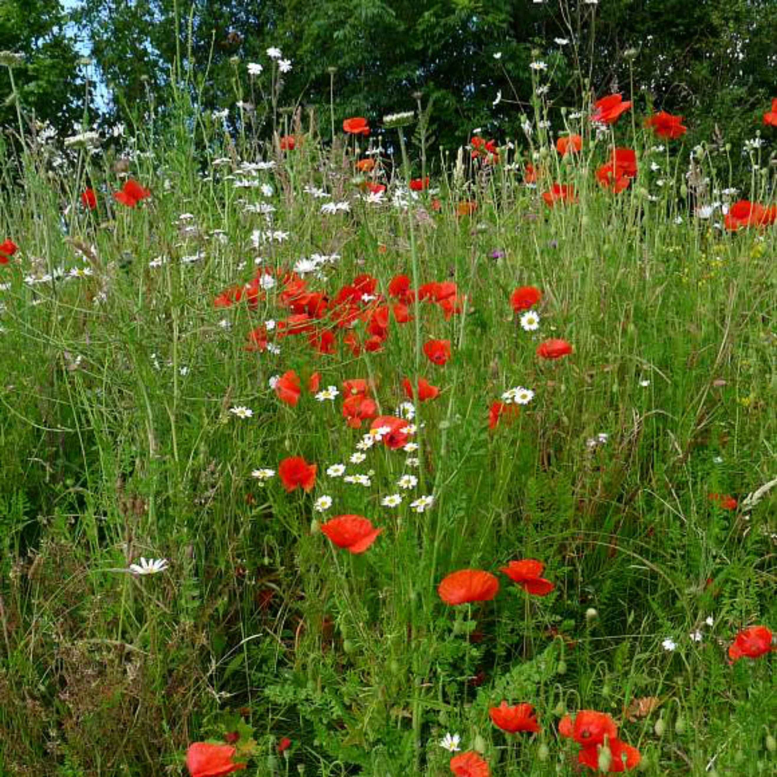 Common poppy petals wild collection