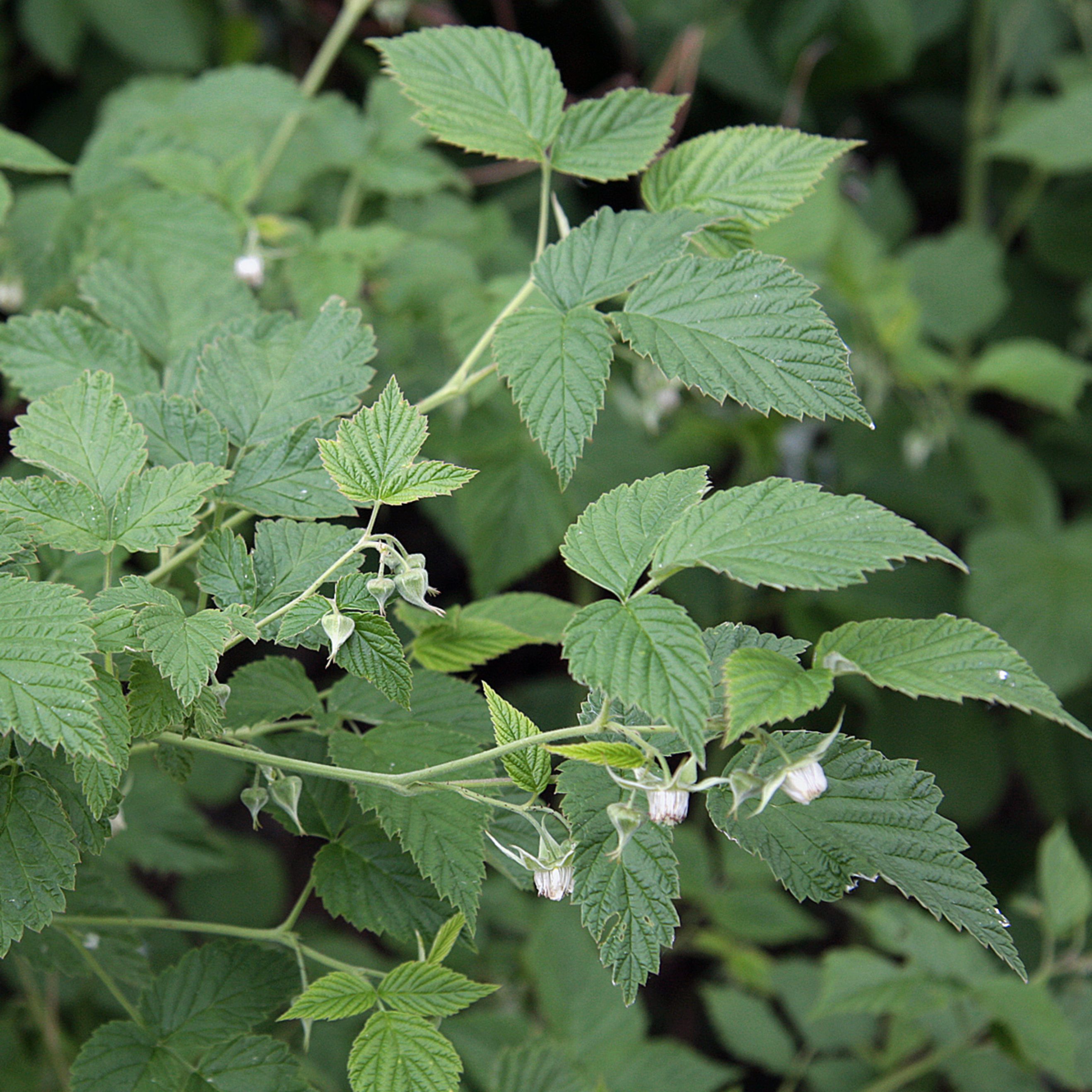 European raspberry leaves organic wild collection