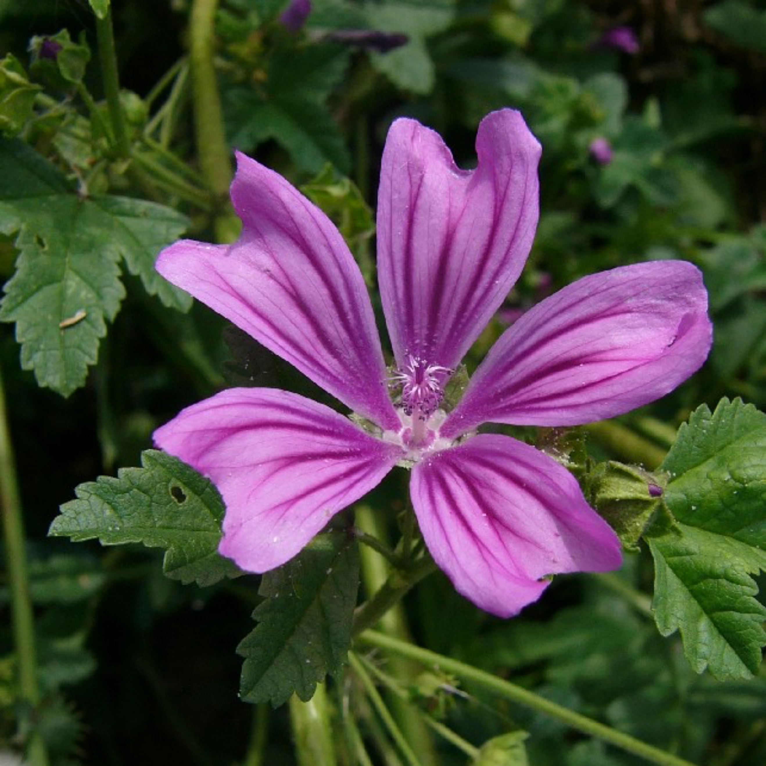 Common mallow cultivation