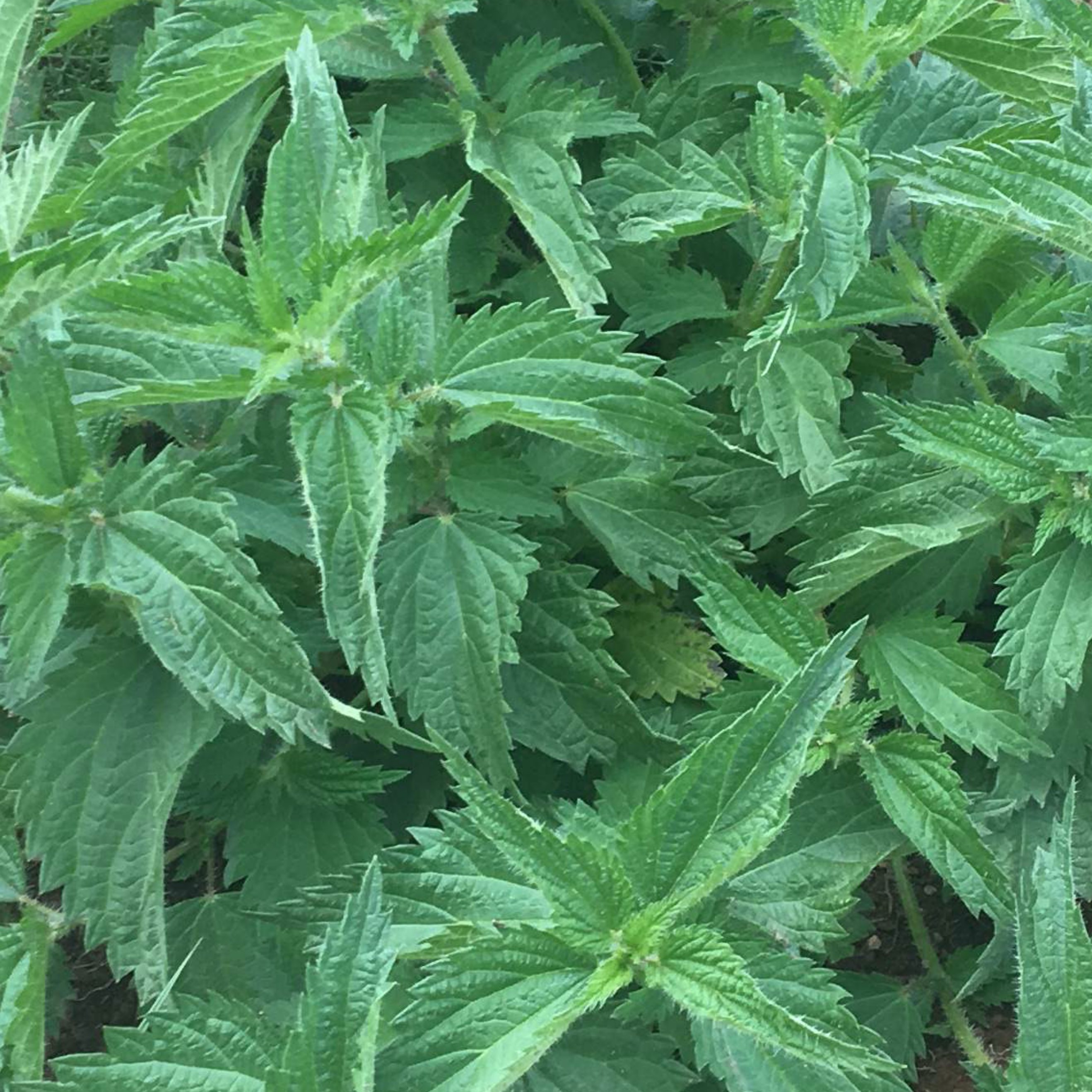 Common nettle leaves cultivation