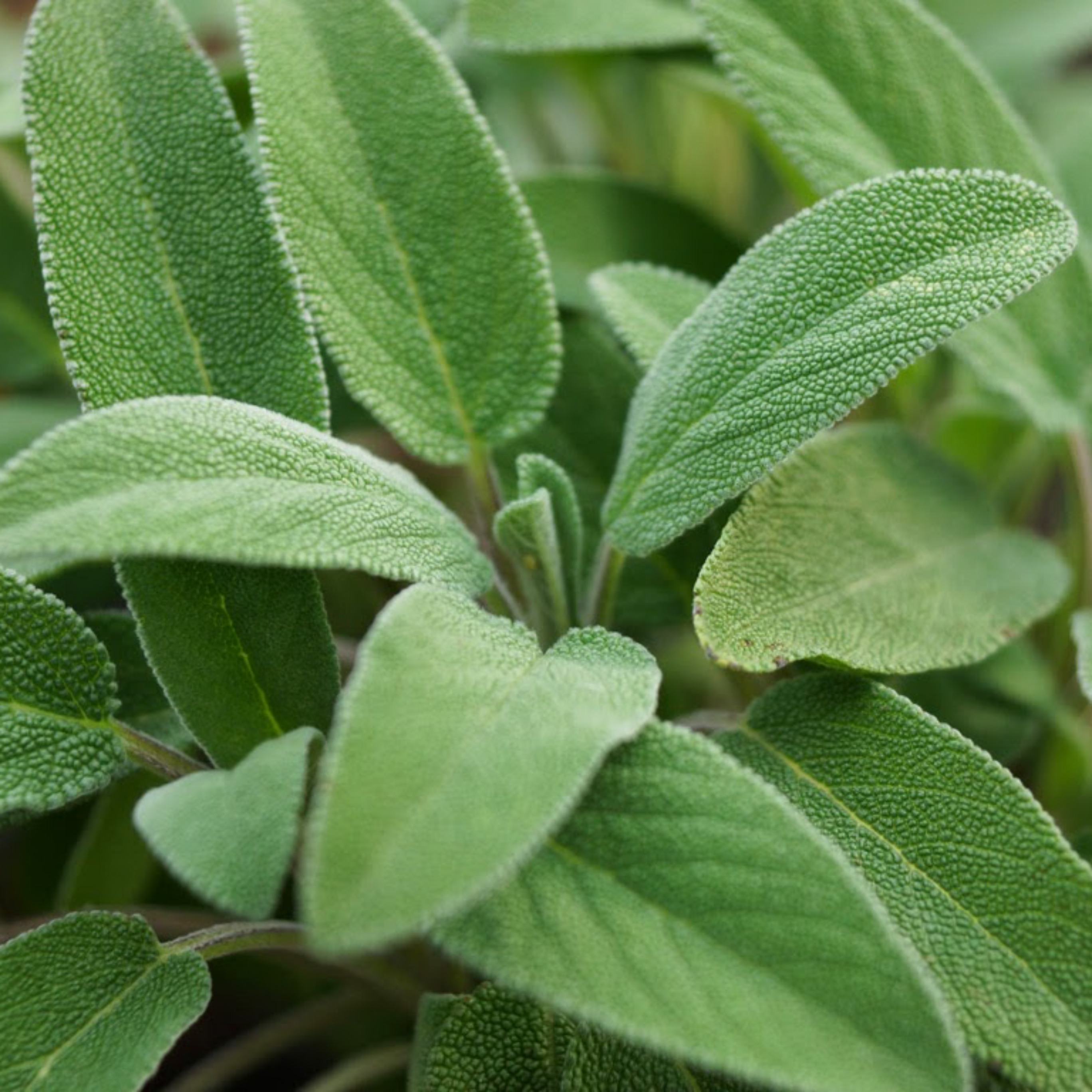 Common sage leaves cultivation