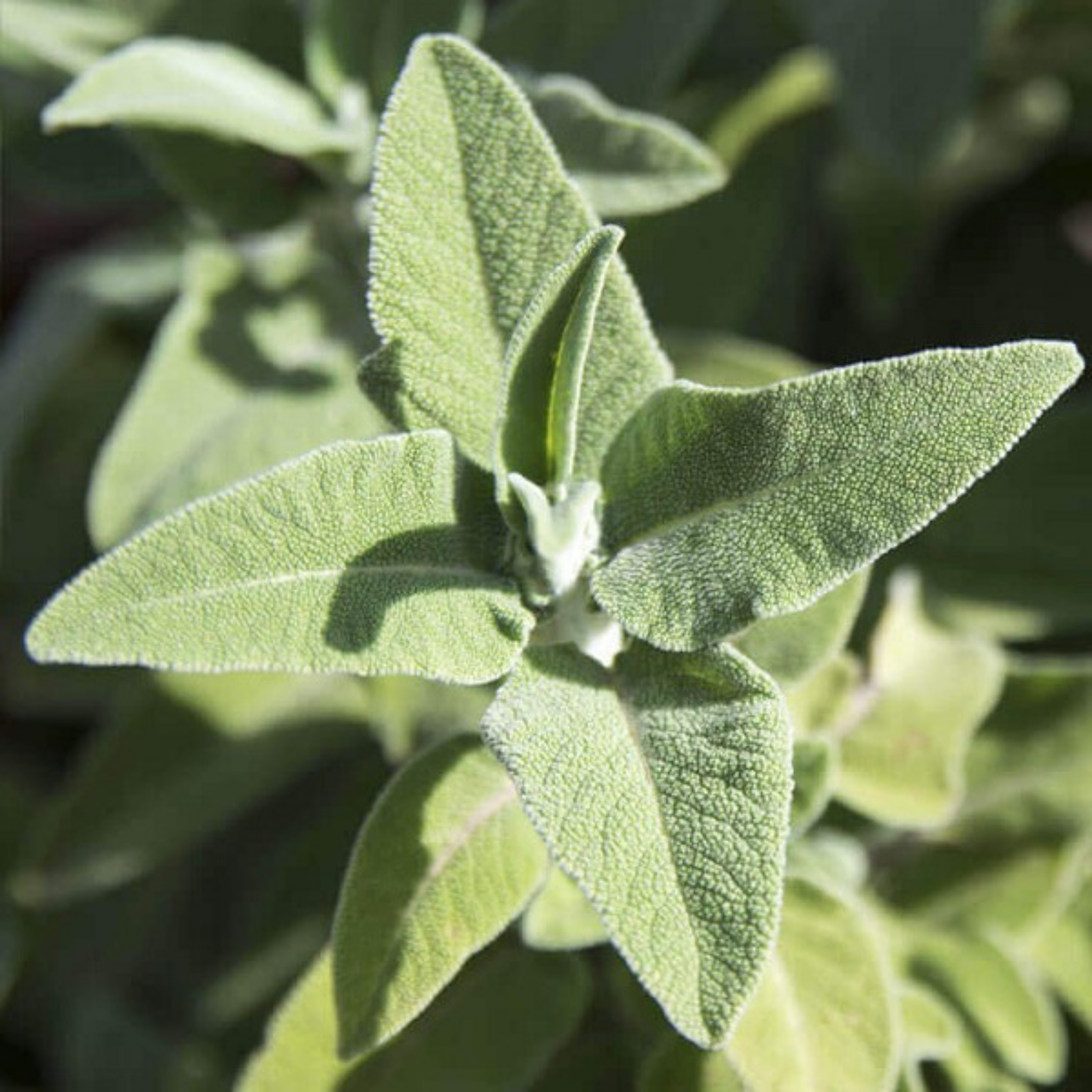 Greek sage leaves cultivation