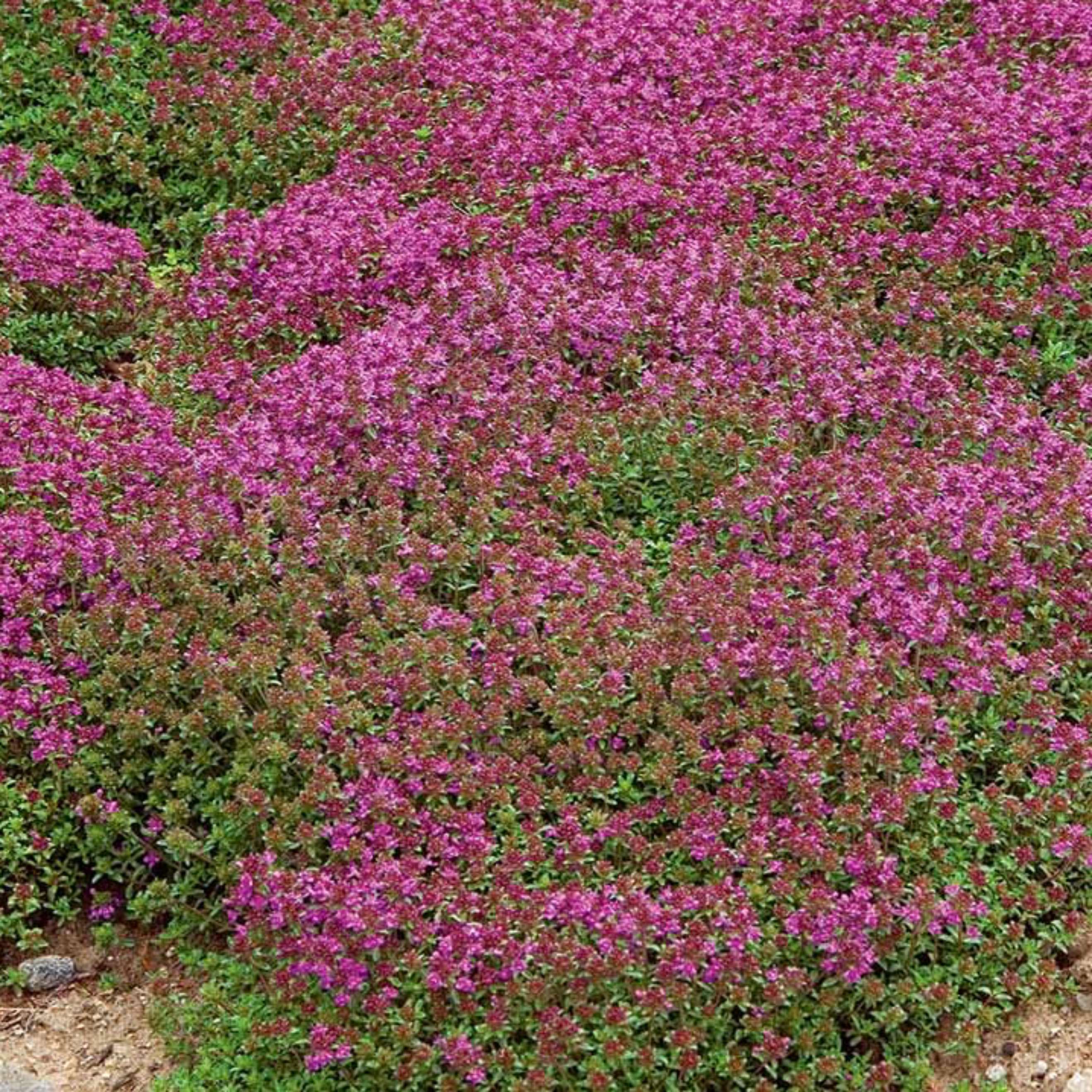 Wild thyme organic cultivation