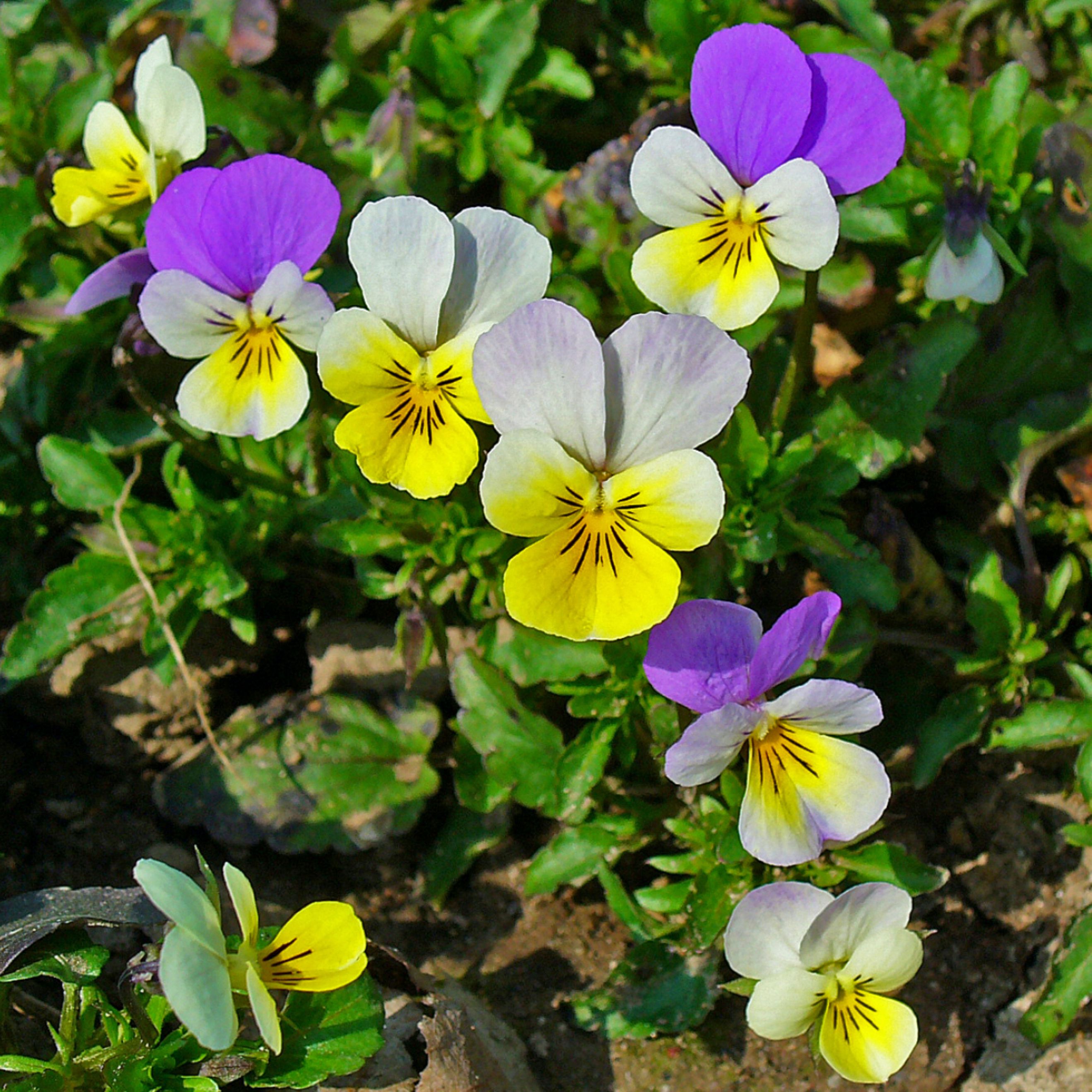 Pansy viola tricolor organic cultivation